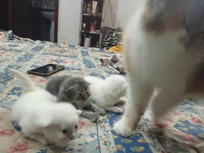 10 cats and 10 kitten for sale