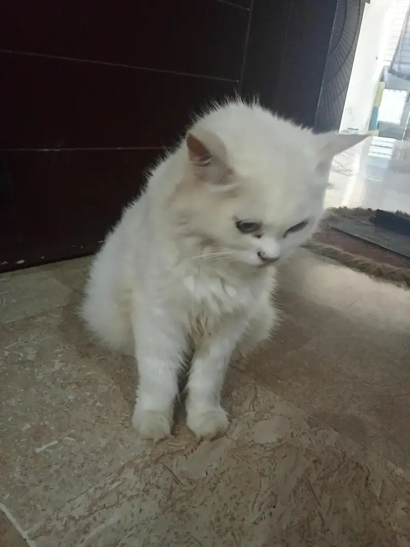 10 cats and 10 kitten for sale — photo 2