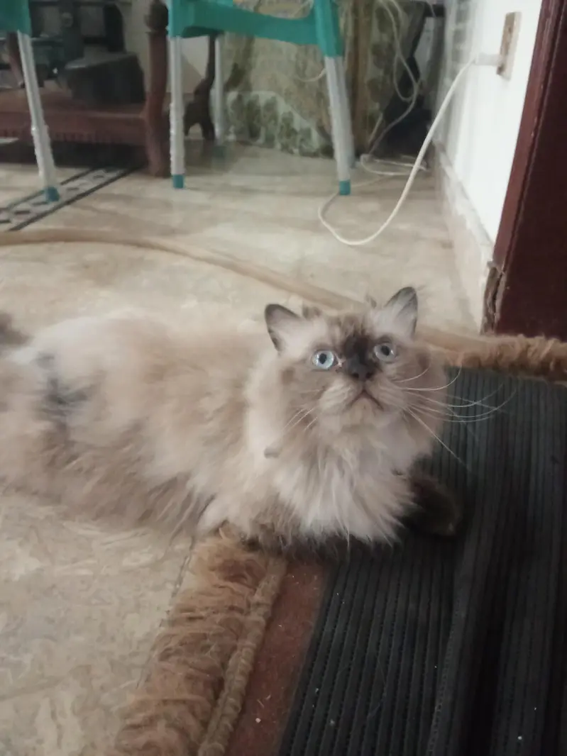 10 cats and 10 kitten for sale — photo 3
