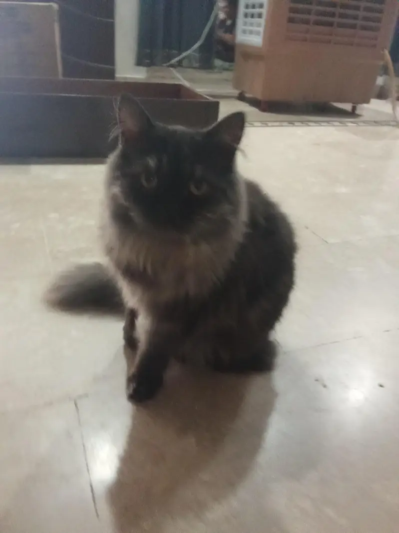 10 cats and 10 kitten for sale — photo 4