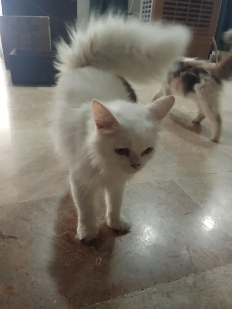 10 cats and 10 kitten for sale — photo 5