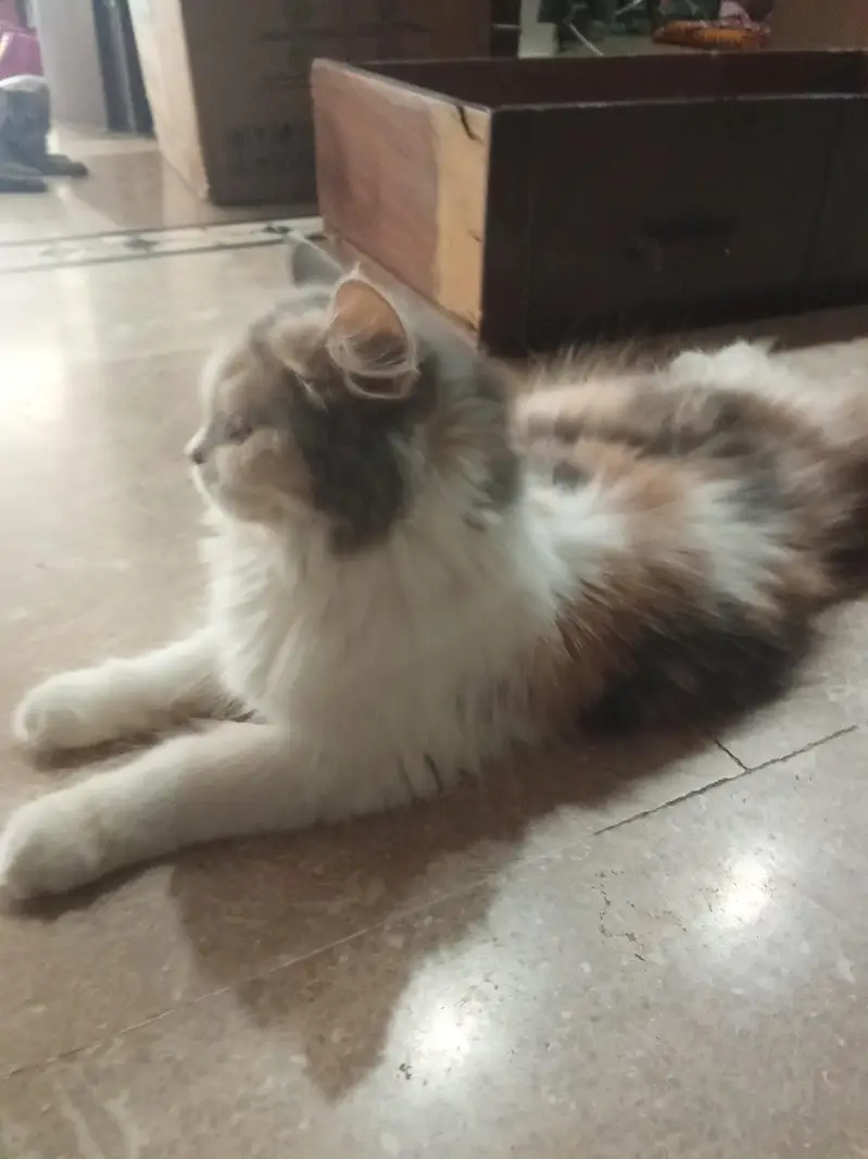 10 cats and 10 kitten for sale — photo 6
