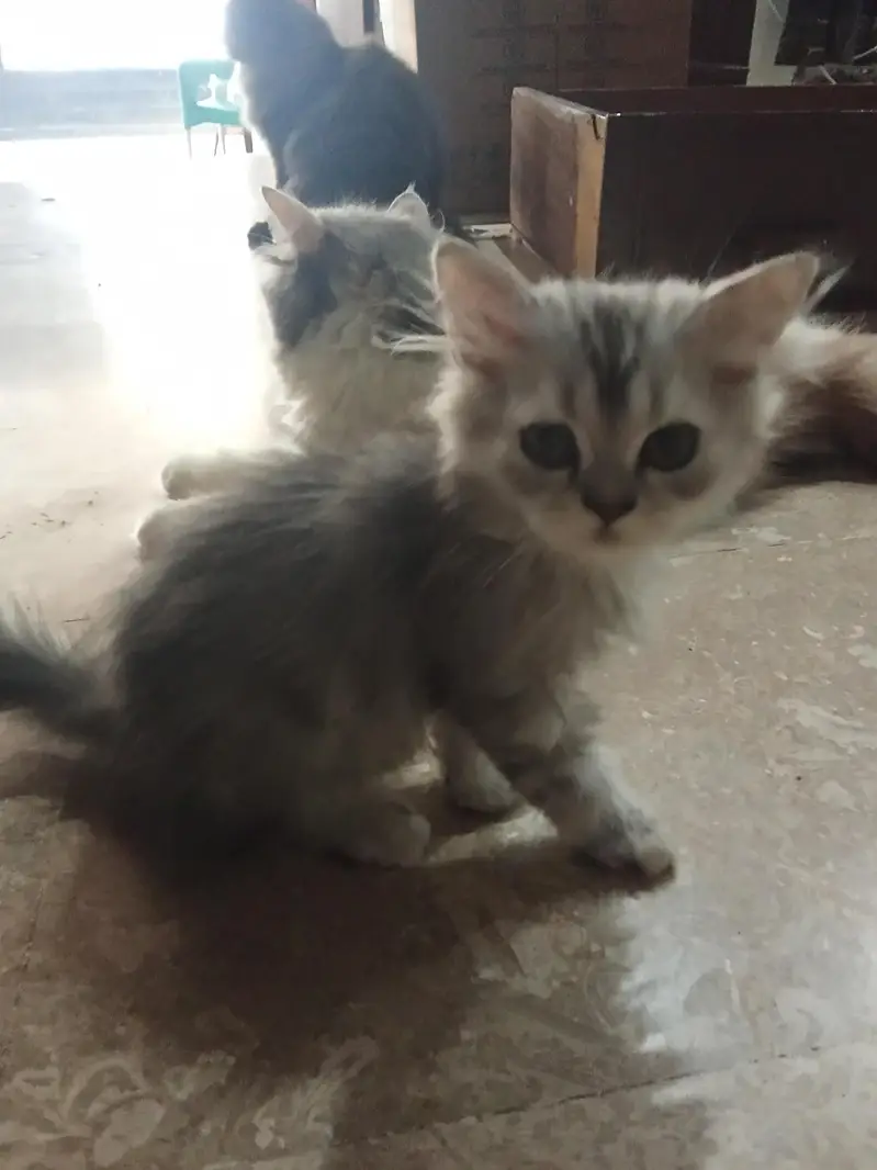 10 cats and 10 kitten for sale — photo 7
