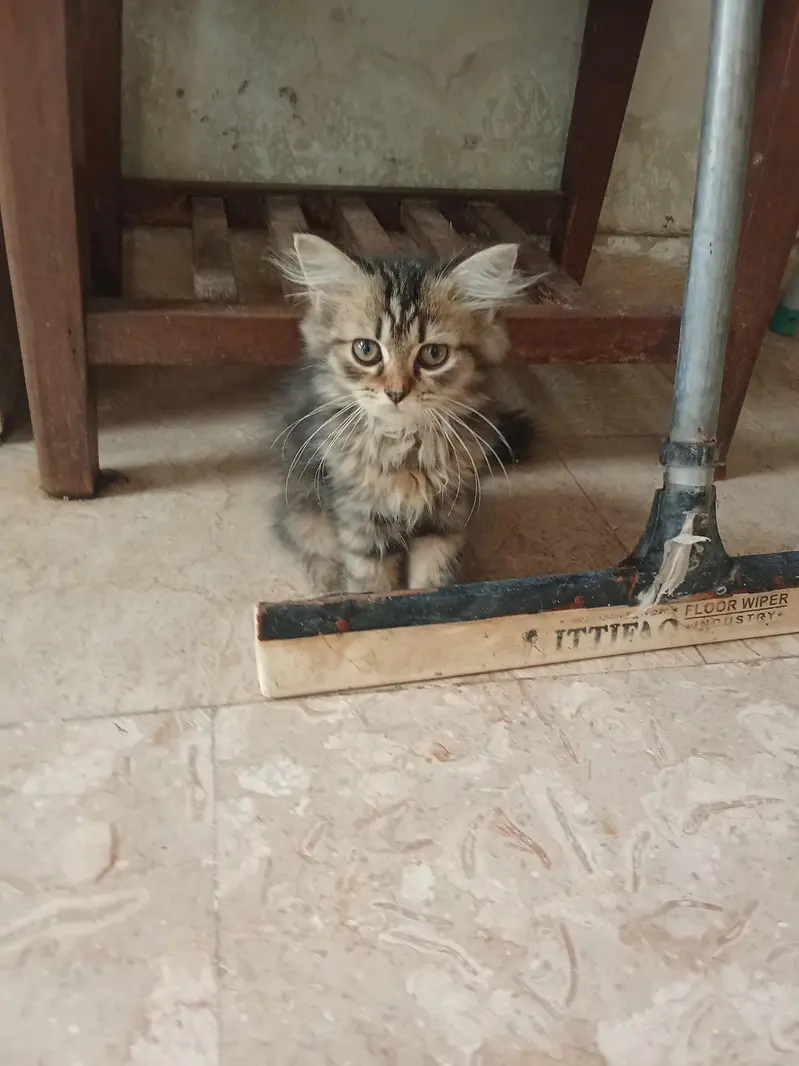 10 cats and 10 kitten for sale — photo 8