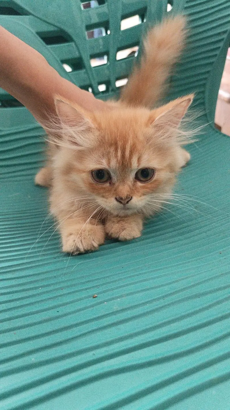 10 cats and 10 kitten for sale — photo 9
