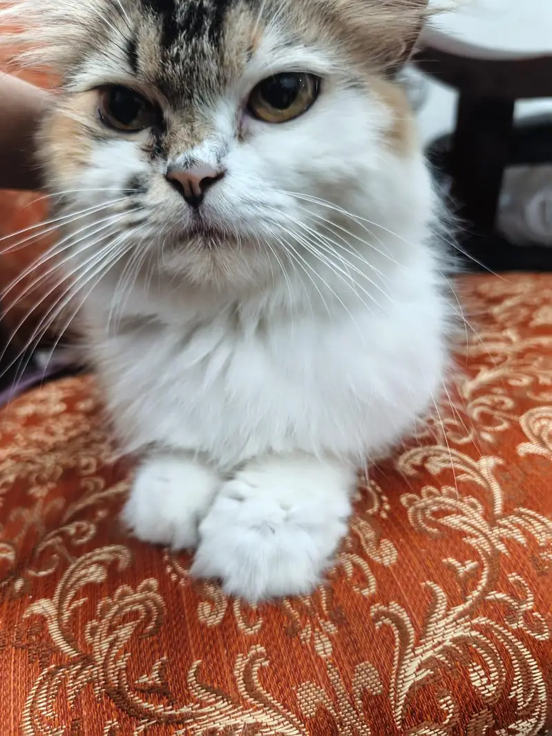 10 cats and 10 kitten for sale — photo 10