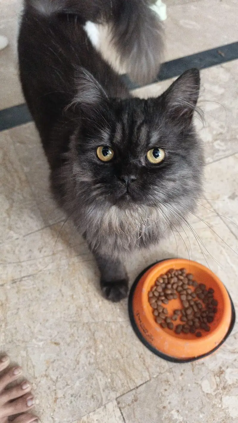 10 cats and 10 kitten for sale — photo 11