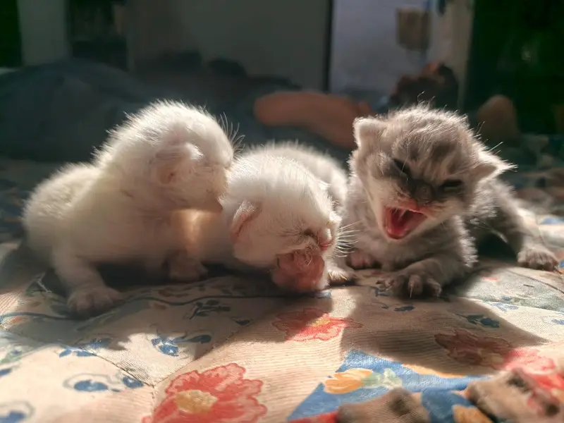 10 cats and 10 kitten for sale — photo 12