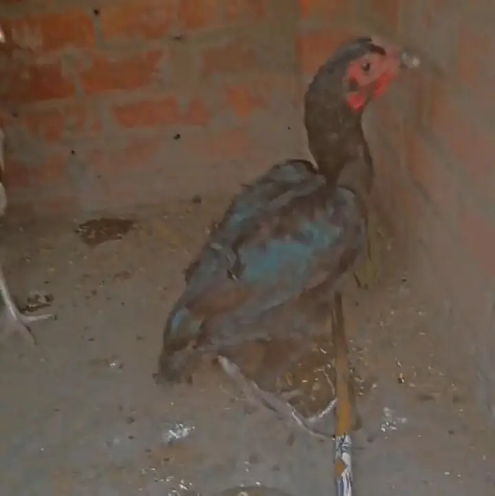 pure walati female for sale — photo 3
