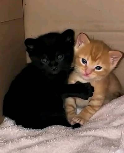 Cats | Persian | kittens |  Blue Eyes | O348O163O63 щatsap^⁠_⁠^