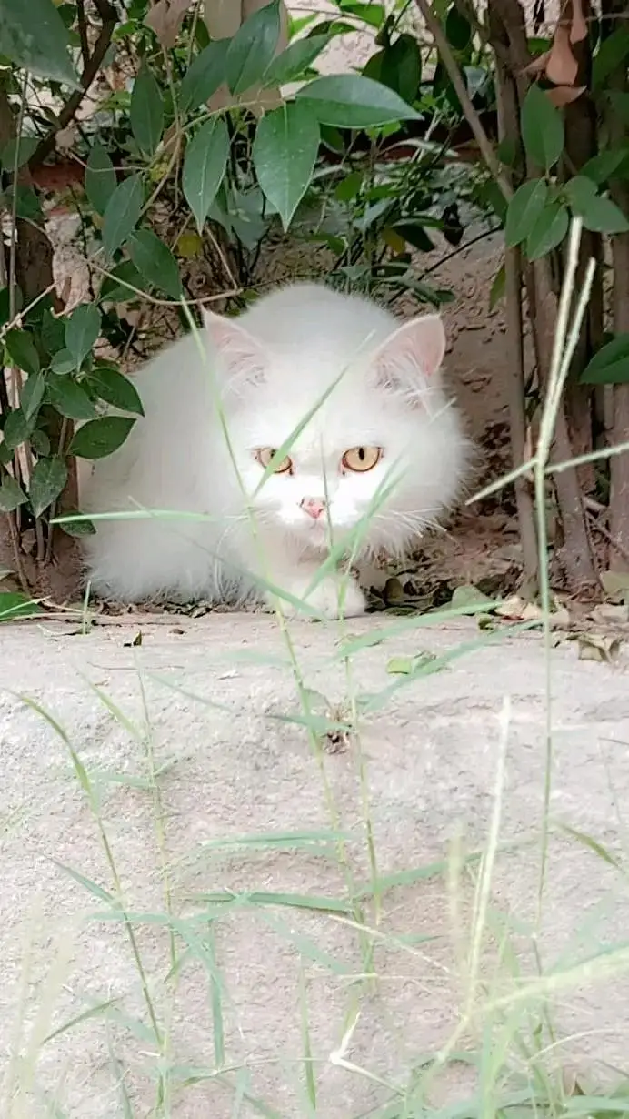 Cats | Persian | kittens |  Blue Eyes | O348O163O63 щatsap^⁠_⁠^ — photo 3