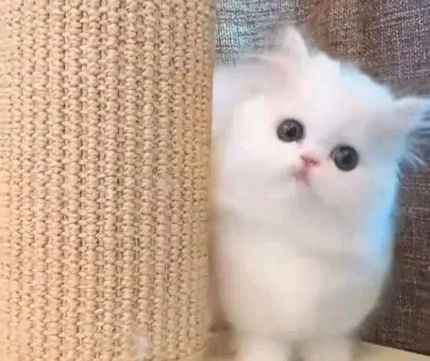 Cats | Persian | kittens |  Blue Eyes | O348O163O63 щatsap^⁠_⁠^ — photo 5