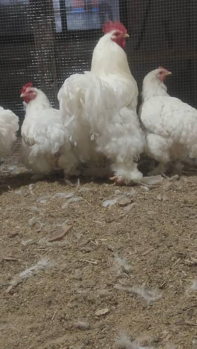 heavy cochin Pair for sale  [$at 1 bantam Male be ha