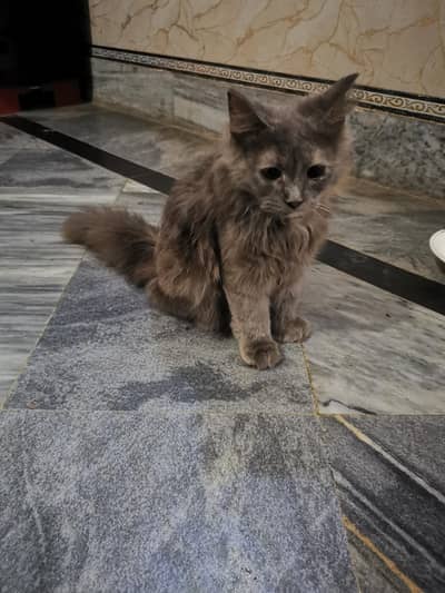 persian Cat