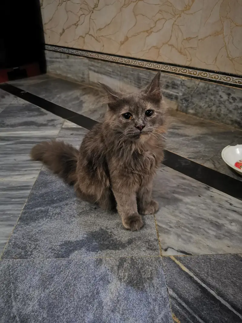 persian Cat — photo 2