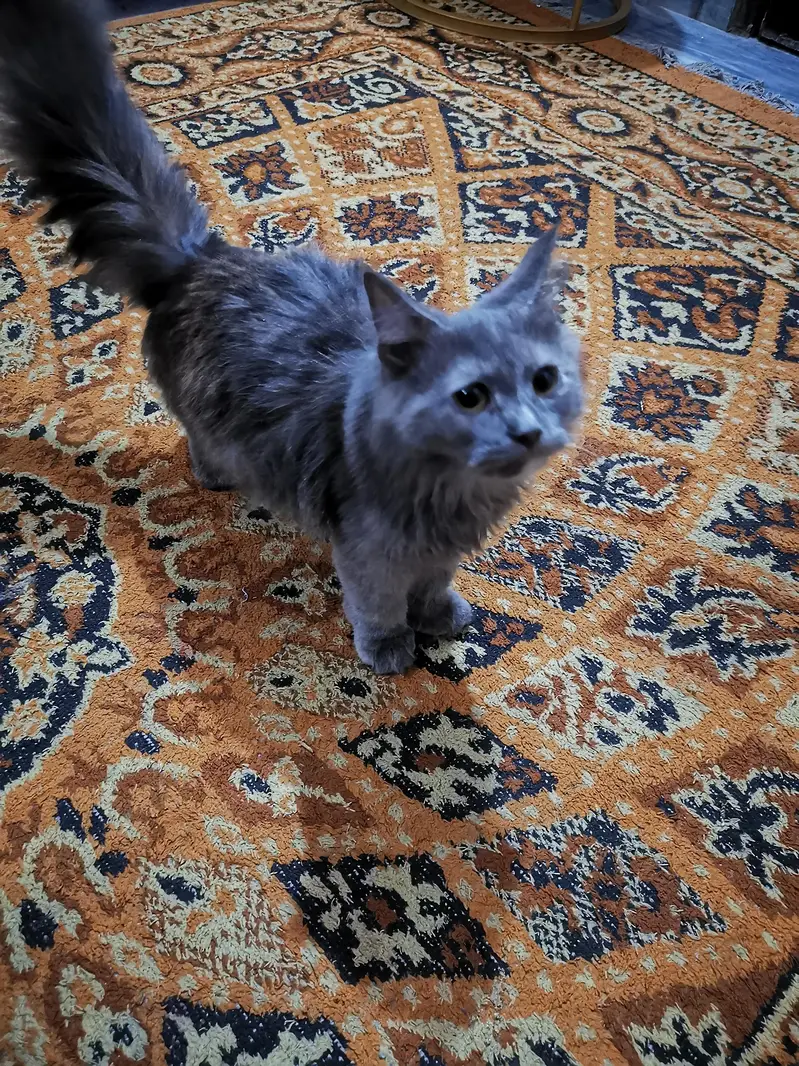 persian Cat — photo 3