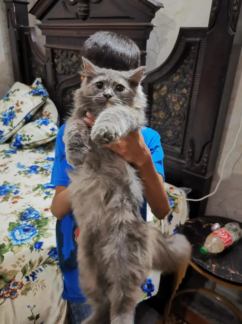 persian Cat — photo 4