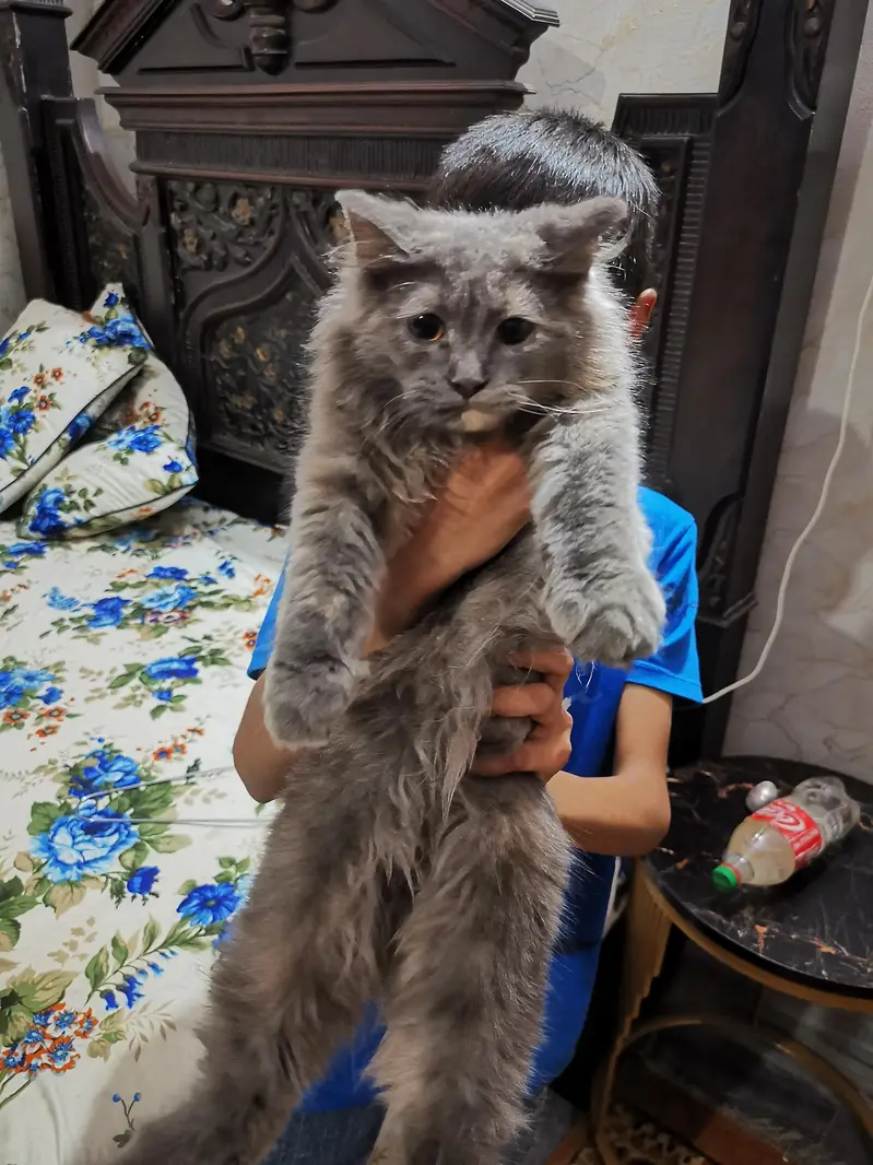 persian Cat — photo 5