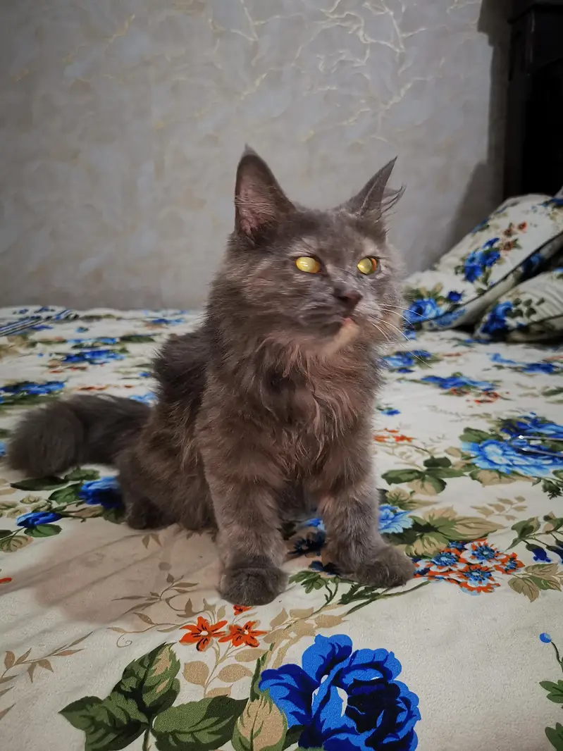 persian Cat — photo 6