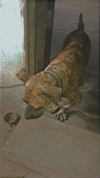 Pit bull