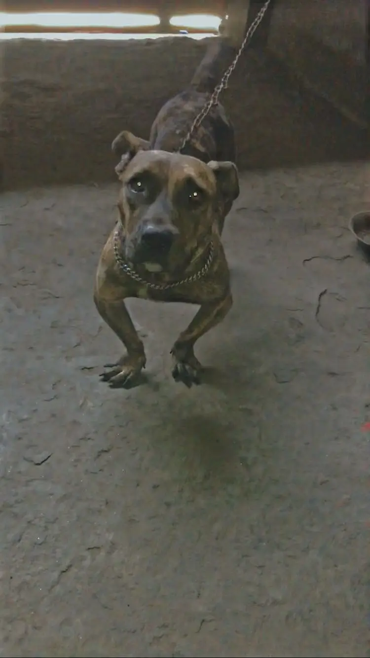 Pit bull — photo 2