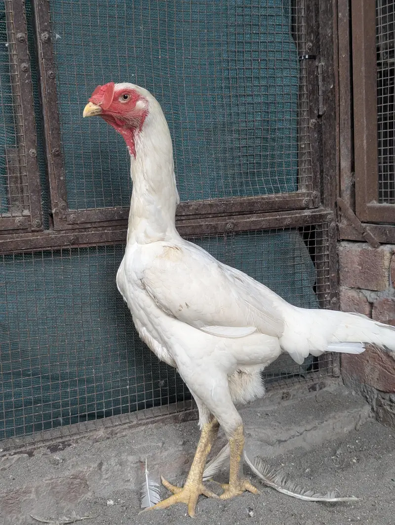White O Shamo — photo 10