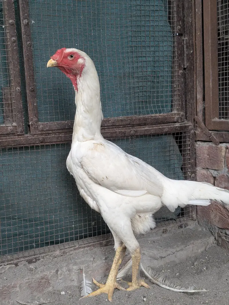 White O Shamo — photo 11