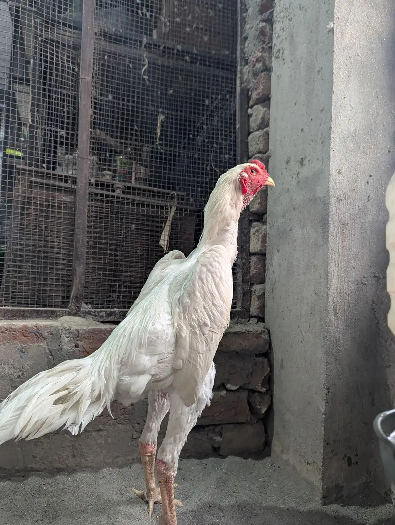 White O Shamo — photo 12