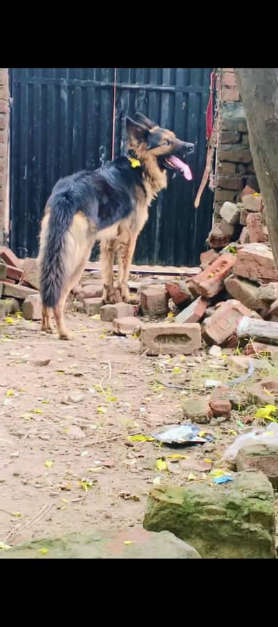 jurman dog best hight