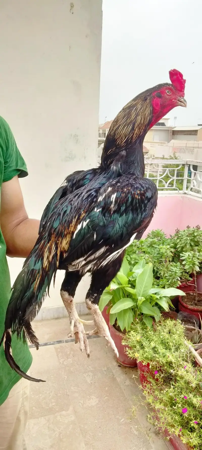 Aseel murga — photo 2