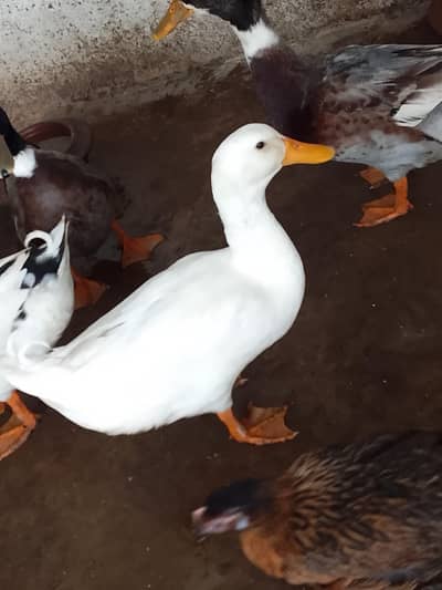 Desi Ducks for sell—Lahore