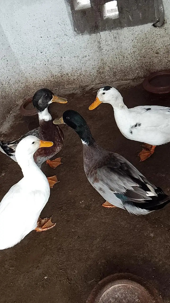 Desi Ducks for sell—Lahore — photo 2