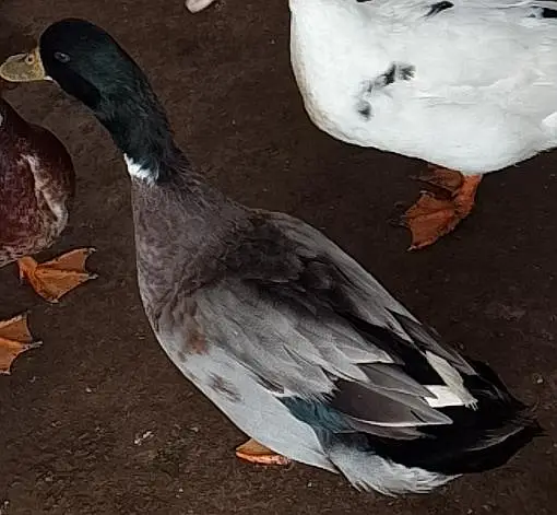 Desi Ducks for sell—Lahore — photo 3