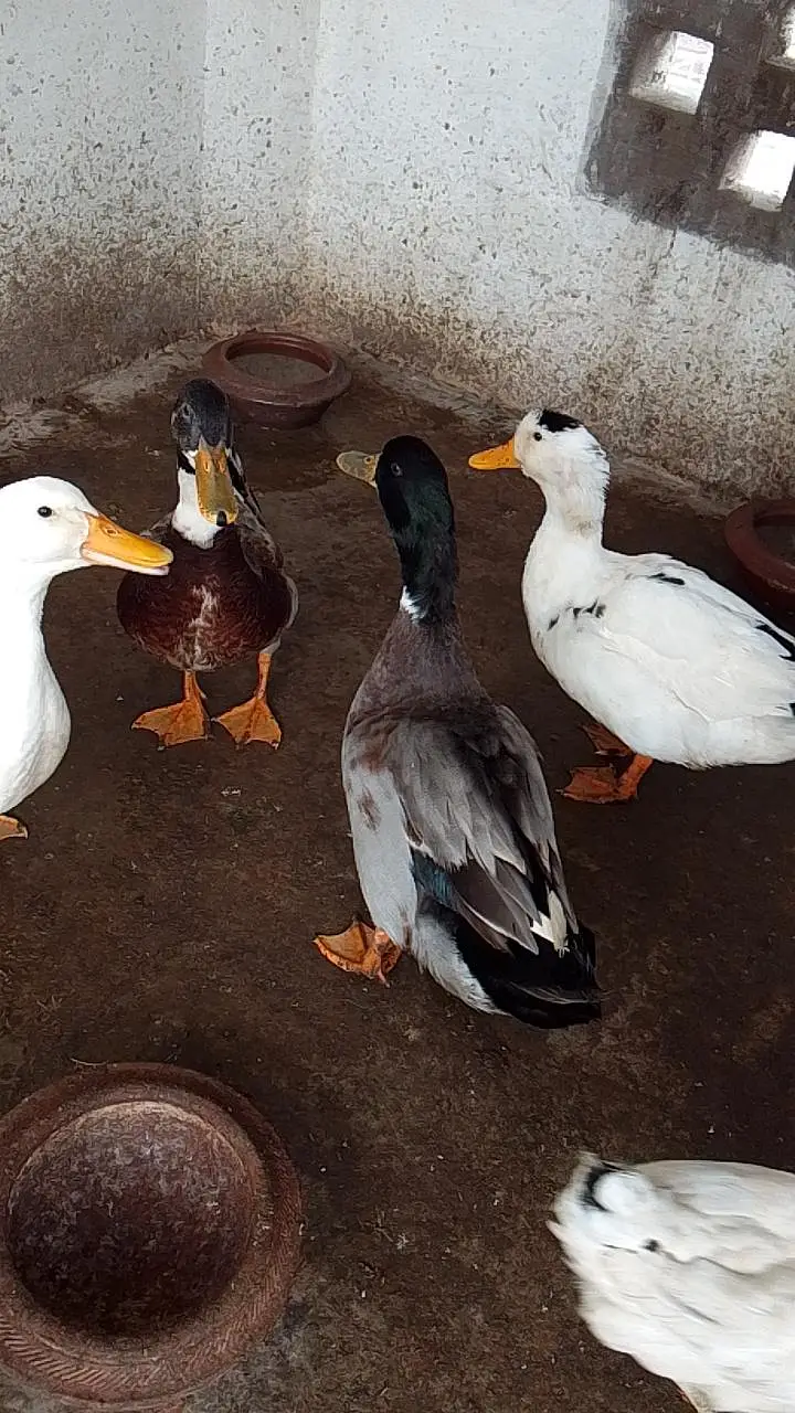 Desi Ducks for sell—Lahore — photo 4