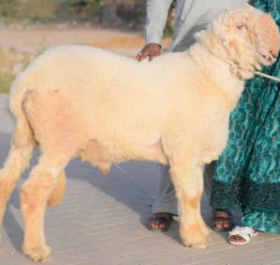 Original Mondra Breed Dumba | 4 Dant | Heavy Healthy Male |
