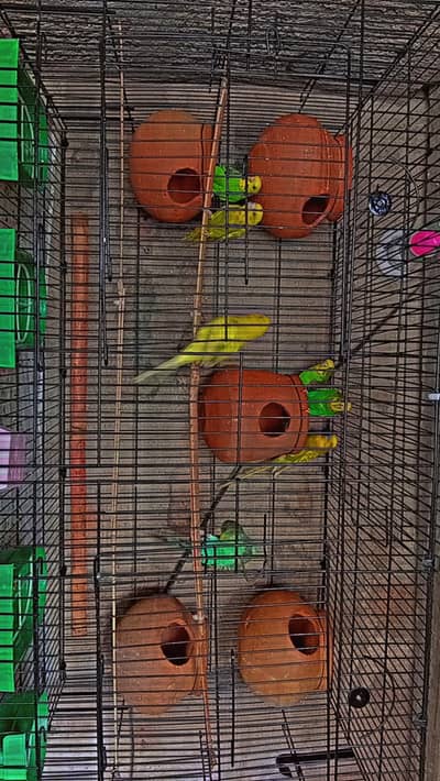 Australian parrots