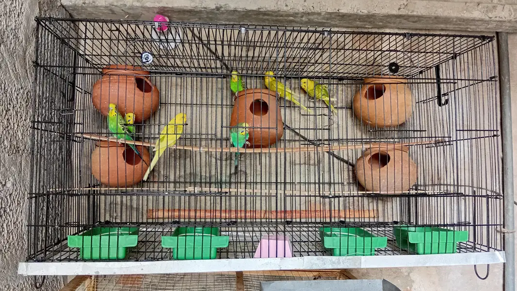 Australian parrots — photo 2