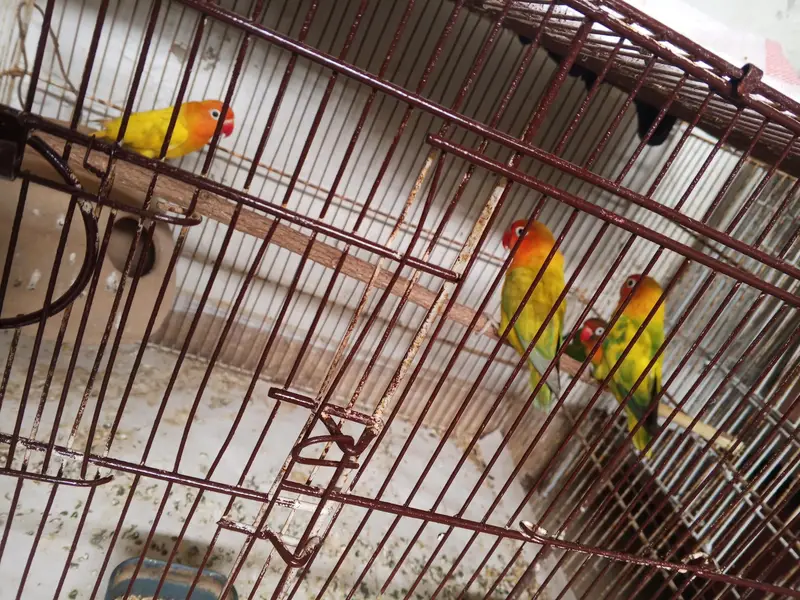 total. 4 pair h ak pair egg pr h — photo 2