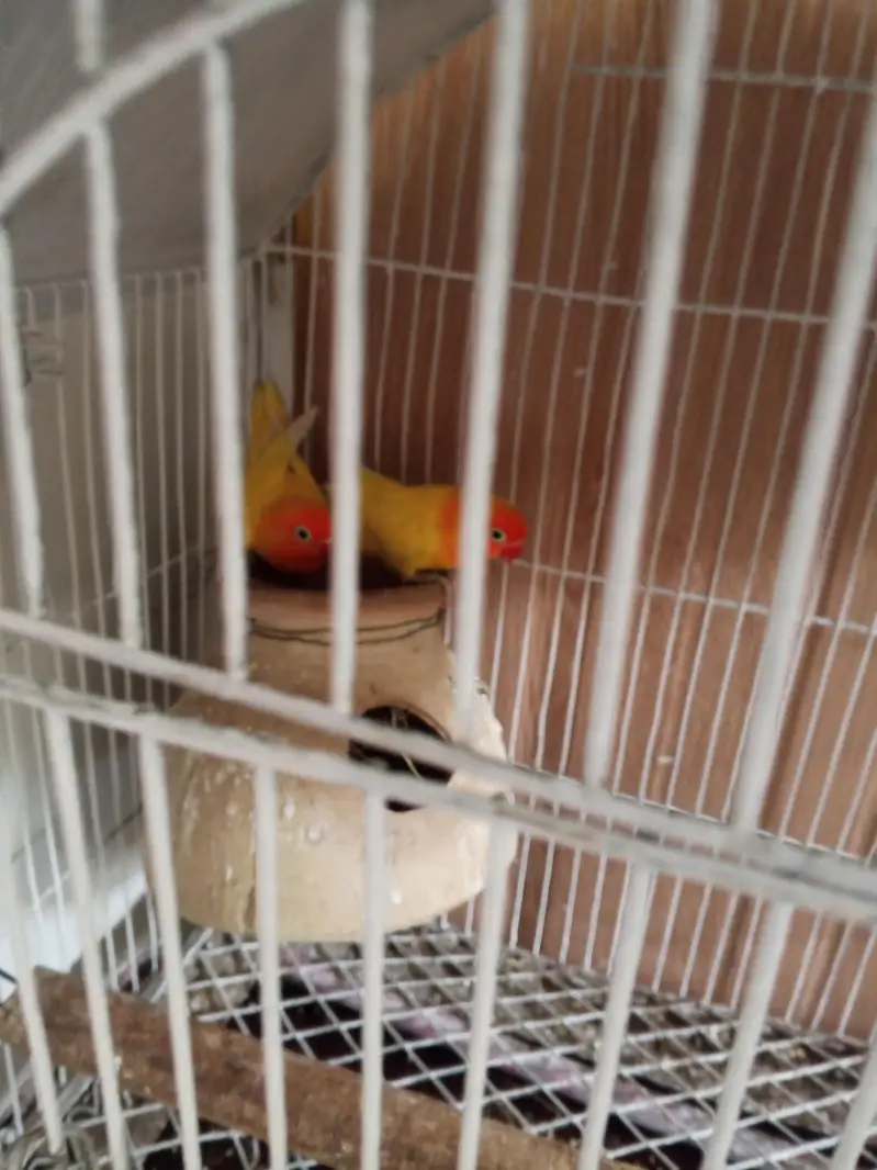 total. 4 pair h ak pair egg pr h — photo 3
