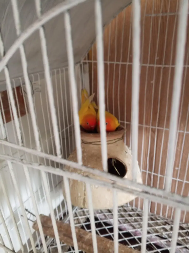 total. 4 pair h ak pair egg pr h — photo 4