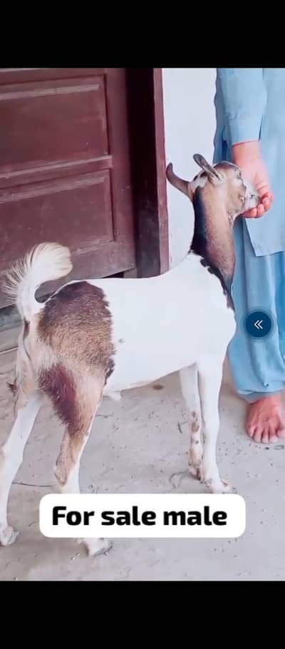 tadei bakra ha 