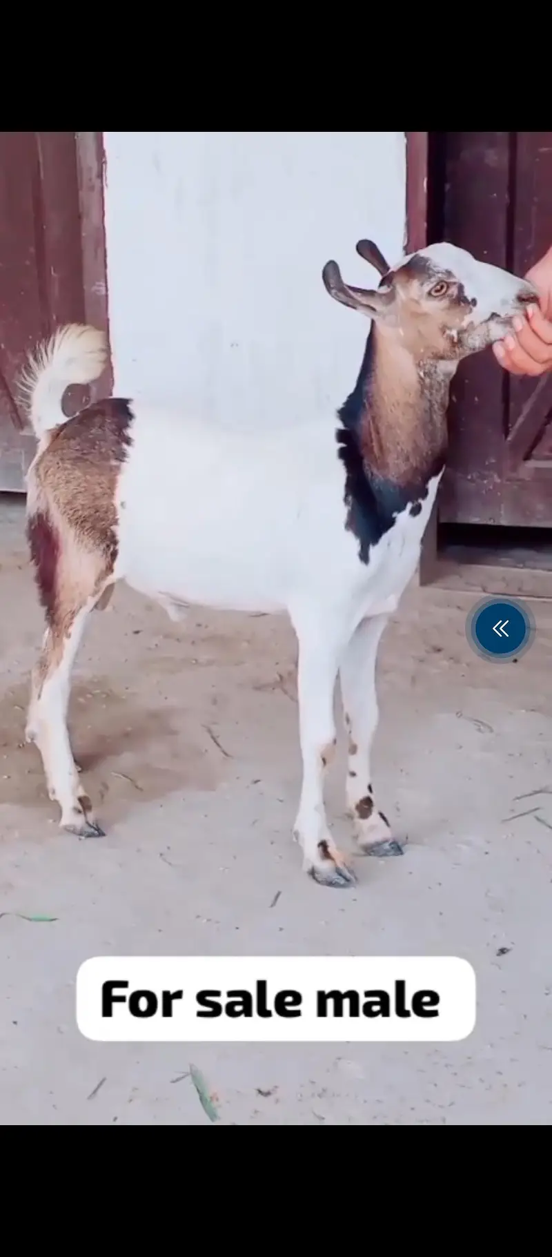 tadei bakra ha  — photo 2
