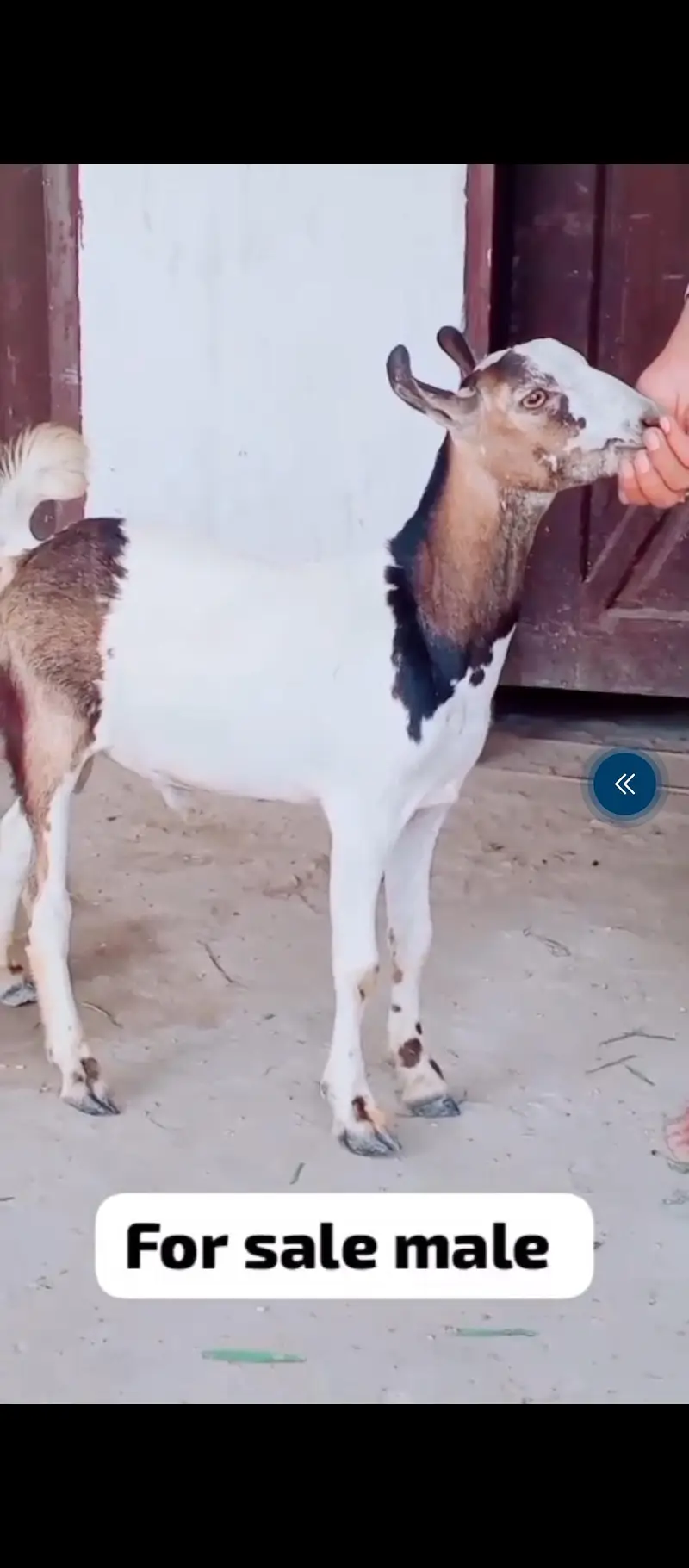tadei bakra ha  — photo 3