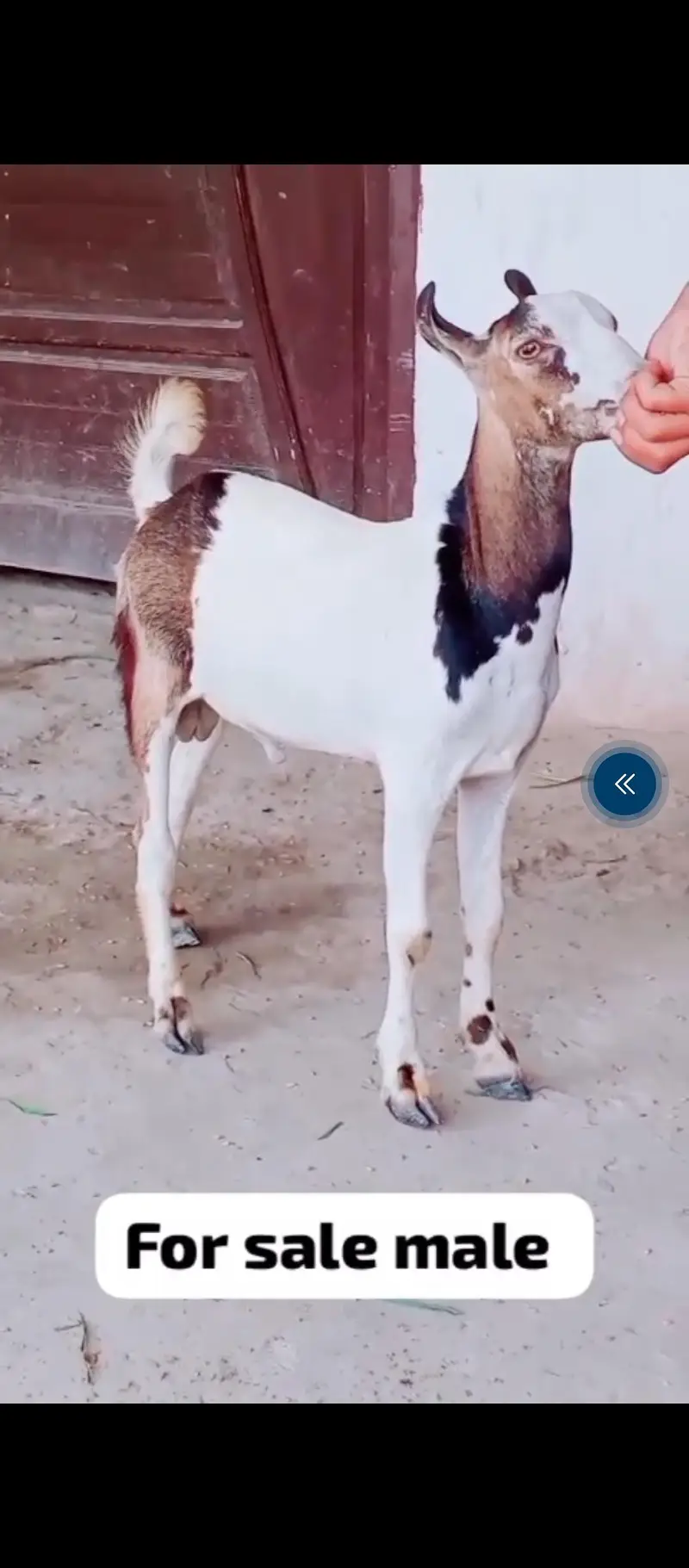 tadei bakra ha  — photo 4