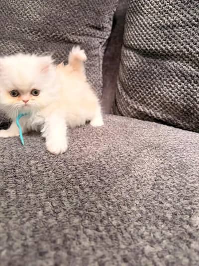 Cats | Persian | kittens |  Blue Eyes | O348O163O63 щatsap^⁠_⁠^