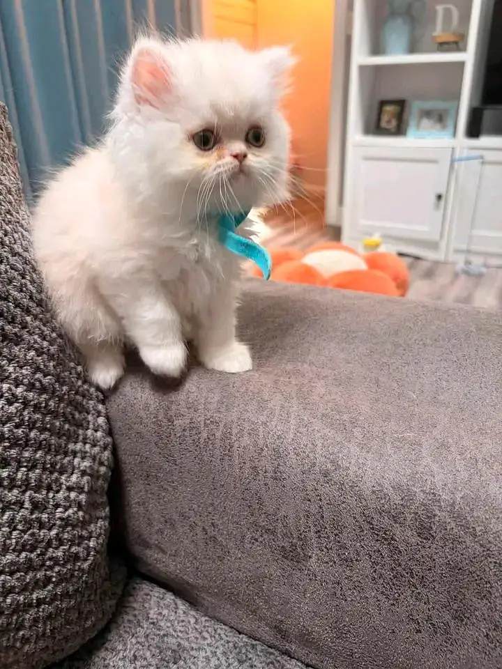 Cats | Persian | kittens |  Blue Eyes | O348O163O63 щatsap^⁠_⁠^ — photo 2