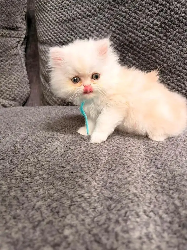 Cats | Persian | kittens |  Blue Eyes | O348O163O63 щatsap^⁠_⁠^ — photo 3