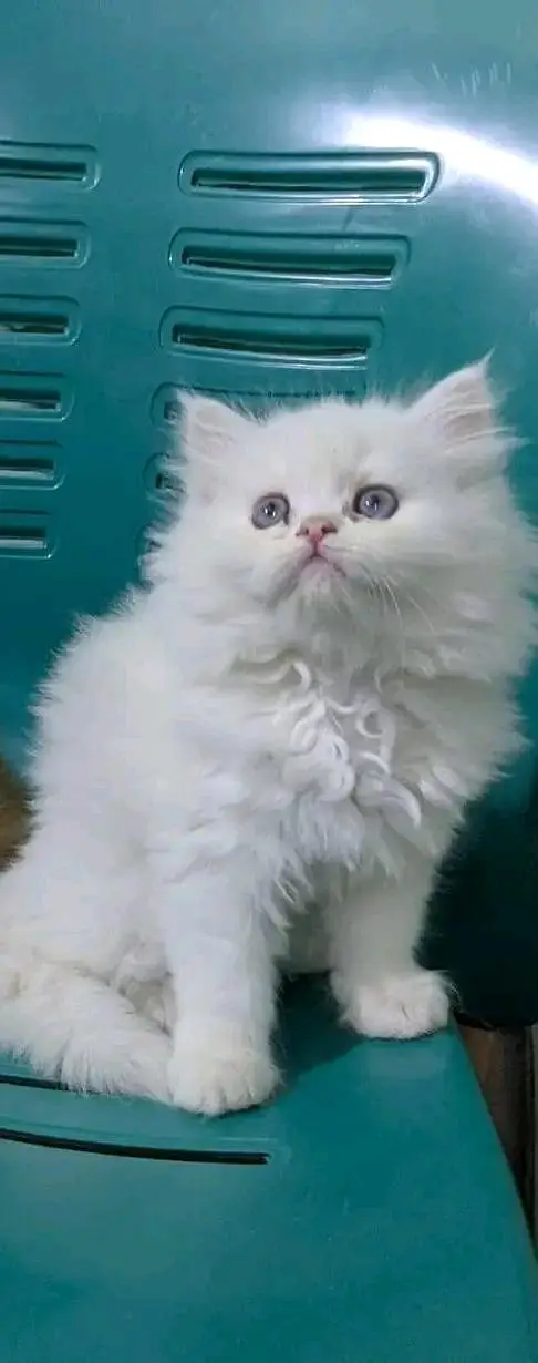Cats | Persian | kittens |  Blue Eyes | O348O163O63 щatsap^⁠_⁠^ — photo 4