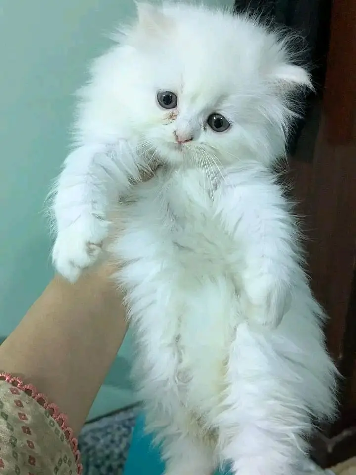 Cats | Persian | kittens |  Blue Eyes | O348O163O63 щatsap^⁠_⁠^ — photo 5