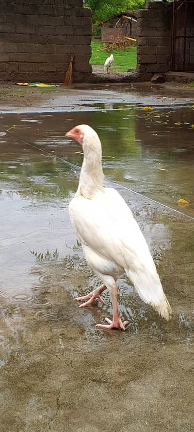aseel heeraa Female for sale